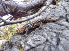 Sceloporus parvus