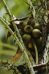 Astrocaryum mexicanum