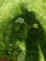 Silene latifolia
