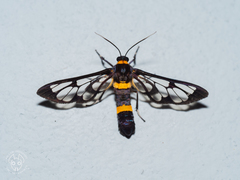 Amata sperbius