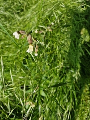 Silene latifolia