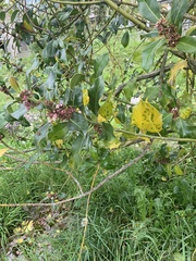 Magnoliopsida