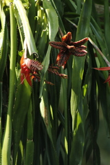 Aechmea tillandsioides