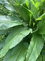 Rumex