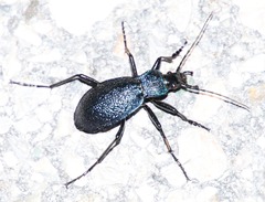 Carabus croaticus
