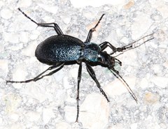 Carabus croaticus
