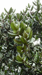 Aextoxicon punctatum