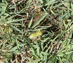 Heterixalus boettgeri