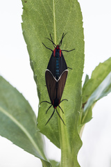 Ctenucha multifaria