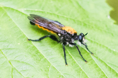 Laphria sericea
