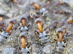 Liometopum microcephalum