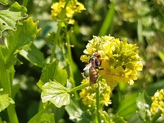 Nomada fucata