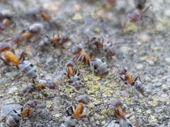 Liometopum microcephalum