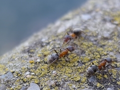 Liometopum microcephalum