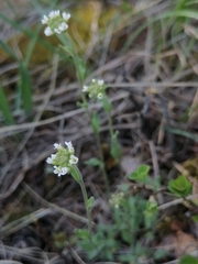 Draba cana