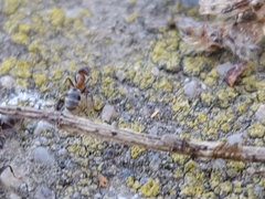 Liometopum microcephalum