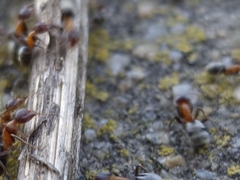 Liometopum microcephalum