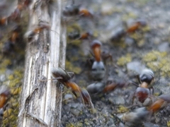 Liometopum microcephalum