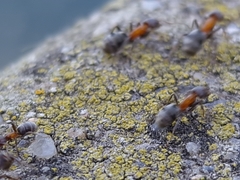 Liometopum microcephalum