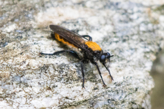 Laphria aktis