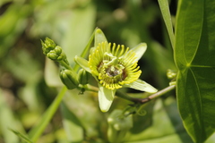 Passiflora sexocellata