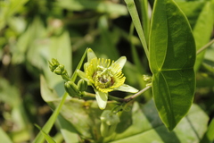 Passiflora sexocellata