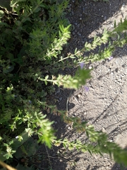 Micromeria graeca