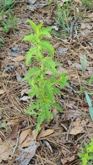 Aureolaria pectinata