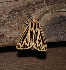 Apantesis virguncula