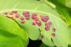 Callirhytis quercusfutilis