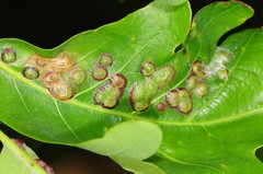 Callirhytis quercusfutilis