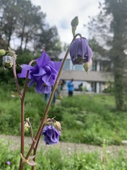 Aquilegia