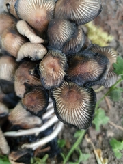 Coprinellus