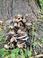 Coprinellus