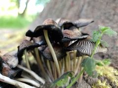 Coprinellus