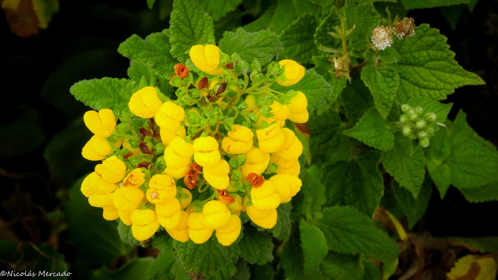 Flor zapatito