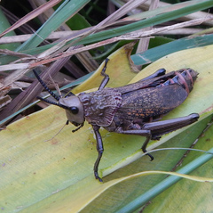 Dictyophorus griseus
