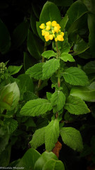 Calceolaria georgiana