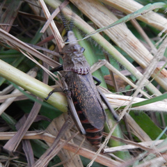 Dictyophorus griseus