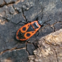 Pyrrhocoris apterus