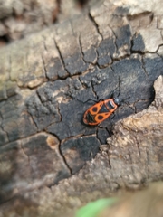 Pyrrhocoris apterus