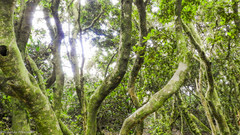 Aextoxicon punctatum