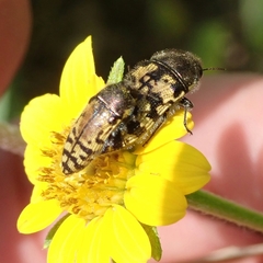 Acmaeodera mixta