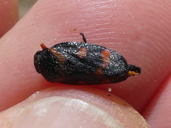 Cercopis intermedia