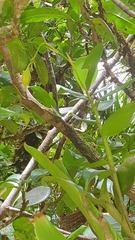 Epidendrum mutelianum