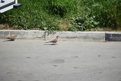 Streptopelia senegalensis