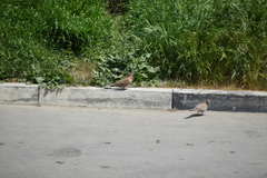Streptopelia senegalensis