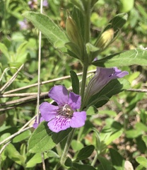 Dyschoriste oblongifolia