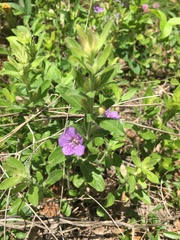 Dyschoriste oblongifolia