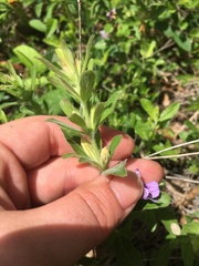 Dyschoriste oblongifolia
